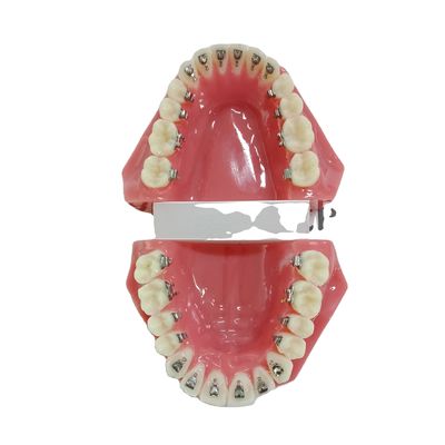 DTC Orthodontik Typodont-Klammern Modell für manuelle und OEM